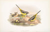 Calobates sulphurea. (Summer plumage). Grey Wagtail . (1862-1873)
