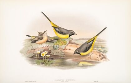 Calobates sulphurea. (Summer plumage). Grey Wagtail . (1862-1873)