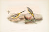 Calobates sulphurea. (Winter plumage) Grey Wagtail. (1862-1873)