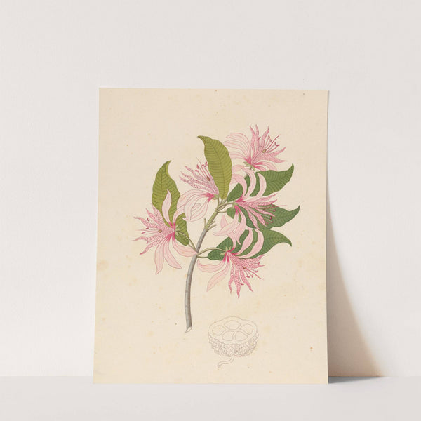 Calodendrum capense by Clemenz Heinrich Wehdemann