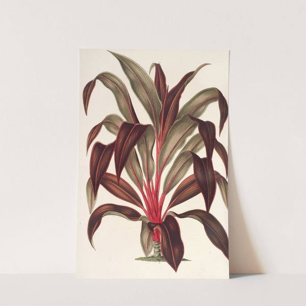 Calodracon terminalis, var Moorei by Charles Antoine Lemaire