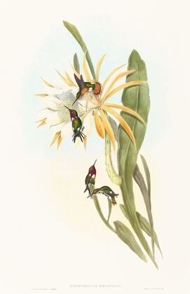 Calothorax heliodori
