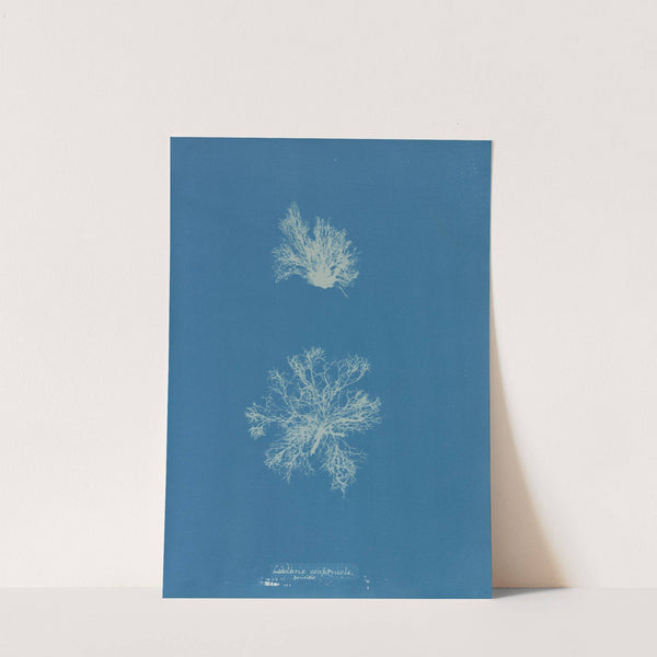 Calothrix confervicola by Anna Atkins