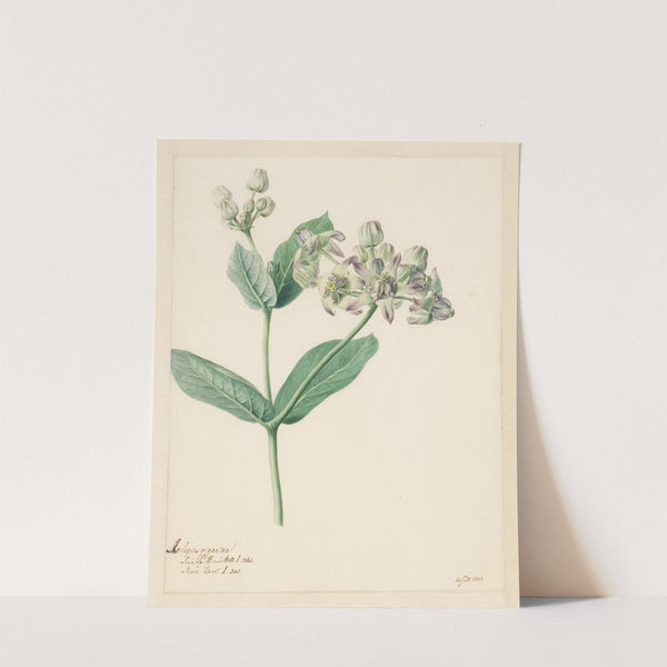 Calotropis by Hendrik Schwegman