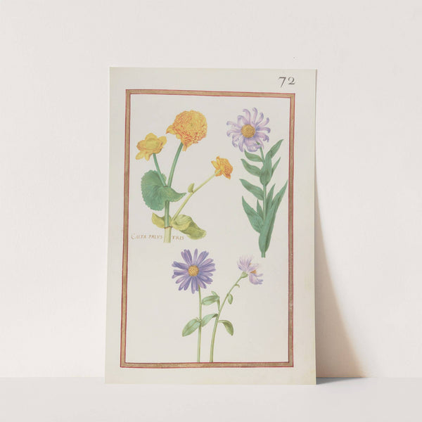 Calta palustris (1624) by Daniel Rabel