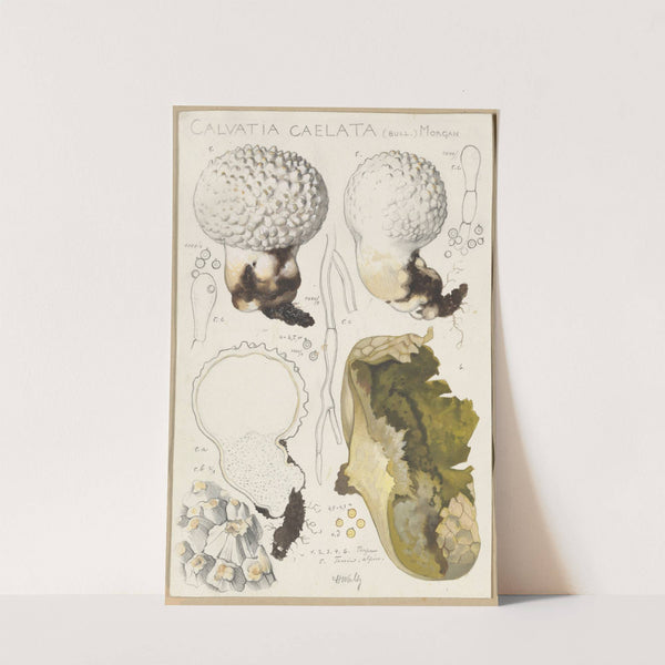 Calvatia caelata (1915-1945) by Hans Walty