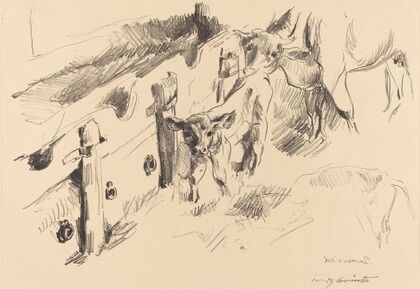 Calves (Kälber)