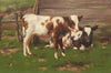 Calves Outside a Barn