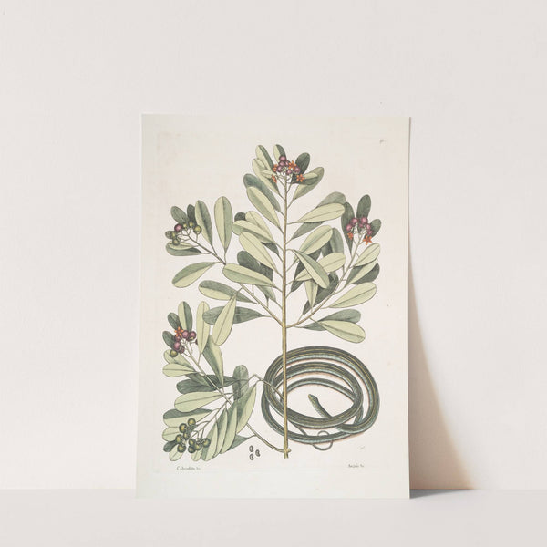 Calyculato &c., Winter's Bark; Anguis gracilis fuscus, The Ribbon-Snake. by Mark Catesby