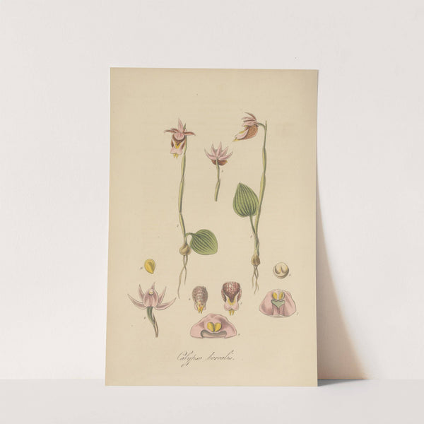 Calypso borealis (1823) by William Jackson Hooker