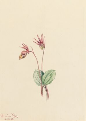 Calypso (Cytherea bulbosa) (1916)