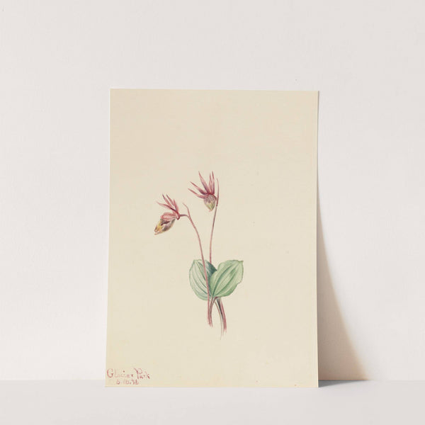 Calypso (Cytherea bulbosa) (1916) by Mary Vaux Walcott