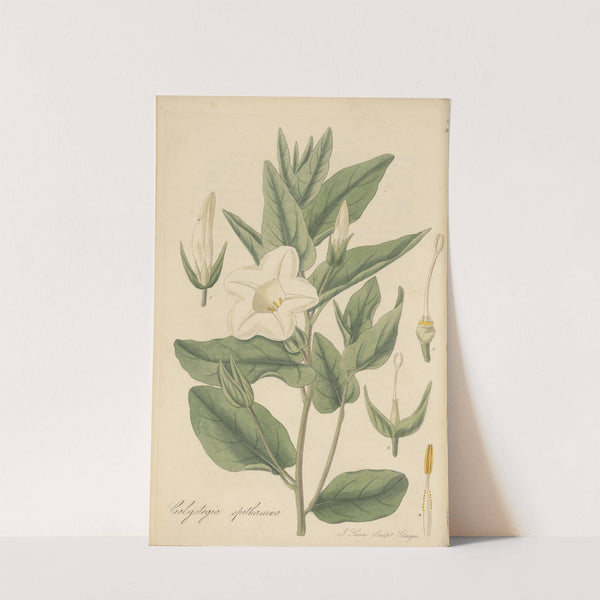 Calystegia spithamaea (1823) by William Jackson Hooker