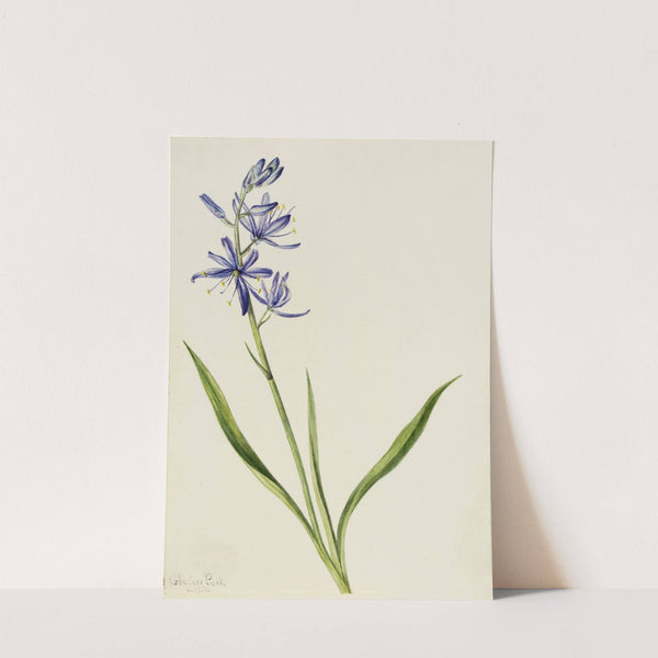 Camas (Quamasia quamash) (1916) by Mary Vaux Walcott