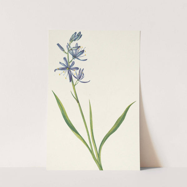 Camas. Quamasia quamash (1925) by Mary Vaux Walcott