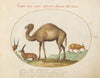 Camel, Ibex, and Goat (1575-1590)