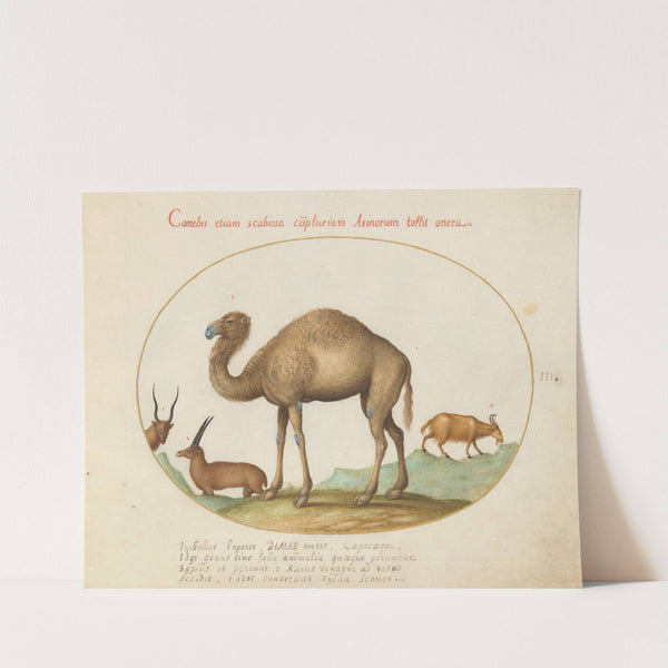 Camel, Ibex, and Goat (1575-1590) by Joris Hoefnagel