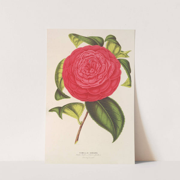 Camellia Adriana by Charles Antoine Lemaire