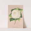 Camellia alba ornatissima by Charles Antoine Lemaire