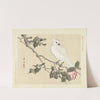 Camellia and yellow-crested cockatoo (1892) by Matsumura Keibun
