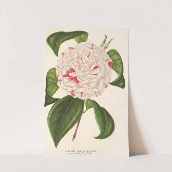 Camellia Angelo Cocchi by Charles Antoine Lemaire