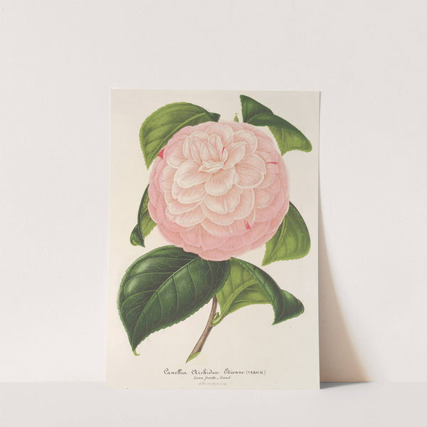 Camellia Archiduc Étienne by Charles Antoine Lemaire