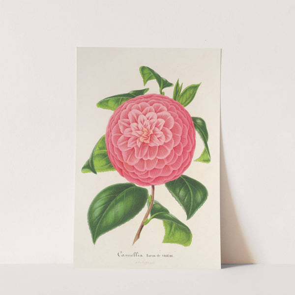 Camellia Baron de Vrière by Charles Antoine Lemaire