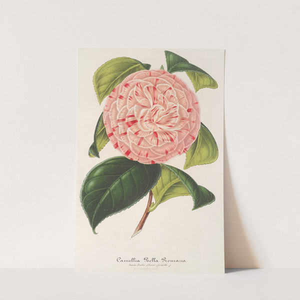 Camellia Bella Romana by Charles Antoine Lemaire