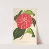 Camellia Cariotta Peloso (hybr.) by Charles Antoine Lemaire