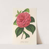Camellia Clodia by Charles Antoine Lemaire