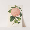 Camellia Comte de Toll by Charles Antoine Lemaire