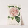 Camellia Comtesse Lavinia Maggi by Charles Antoine Lemaire