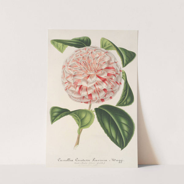 Camellia Comtesse Lavinia Maggi by Charles Antoine Lemaire