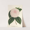 Camellia Constantin Trétiakoff (hybr.) by Charles Antoine Lemaire