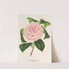 Camellia Contessa Tozzoni by Charles Antoine Lemaire