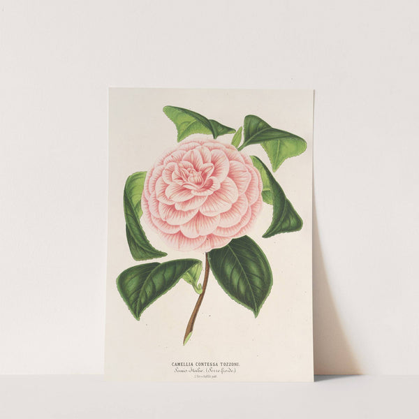 Camellia Contessa Tozzoni by Charles Antoine Lemaire
