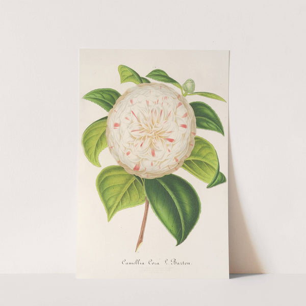 Camellia Cora L. Barton (1854-1896) by Charles Antoine Lemaire