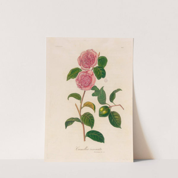 Camellia coronata (1818-1824) by Gaetano Savi
