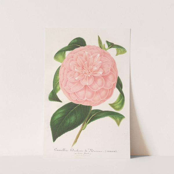 Camellia Duchesse de Nassau (1854-1896) by Charles Antoine Lemaire