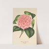 Camellia Elvina Delli by Charles Antoine Lemaire