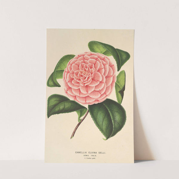 Camellia Elvina Delli by Charles Antoine Lemaire