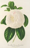 Camellia Fanny Sanchioli