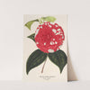Camellia Giardino Santarelli by Charles Antoine Lemaire