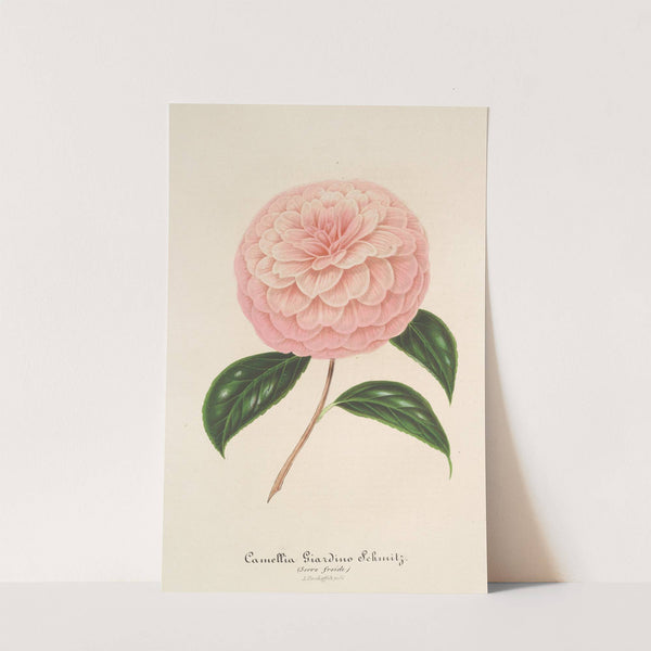 Camellia Giardino Schmitz by Charles Antoine Lemaire