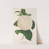 Camellia Giuseppe Biasi by Charles Antoine Lemaire