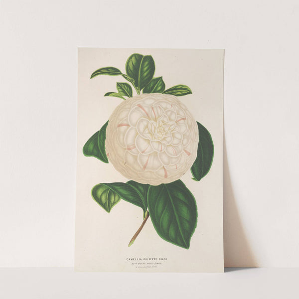 Camellia Giuseppe Biasi by Charles Antoine Lemaire