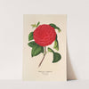 Camellia Il Giogello by Charles Antoine Lemaire