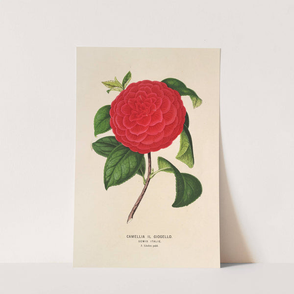 Camellia Il Giogello by Charles Antoine Lemaire