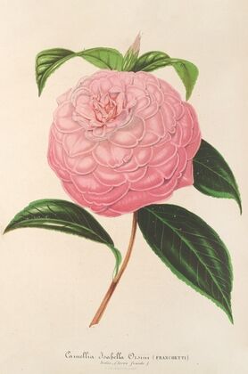 Camellia Isabella Orsini (Franchetti)