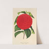 Camellia Italia unita by Charles Antoine Lemaire